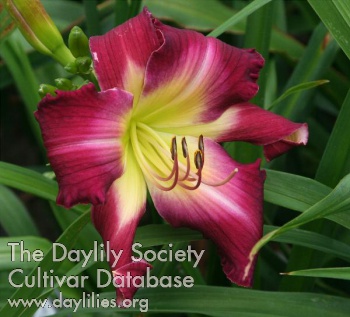 Daylily Whip City Excitability